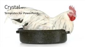  Presentation with animal cartoon chicken - Cool new PPT layouts with thanksgiving christmas - roast chicken - rooster sitting backdrop and a white colored foreground