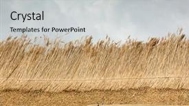  Presentation with new home - Cool new slides with thatcher - part of a thatched roof backdrop and a light gray colored foreground