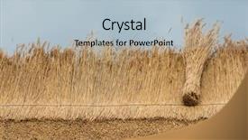  Presentation with thatch roof - Colorful slide set enhanced with thatcher thatching a roof backdrop and a light blue colored foreground