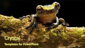  Presentation with amazon jungle - Presentation theme with the amazon rain forest background and a tawny brown colored foreground