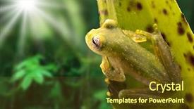  Presentation with amazon jungle - Cool new presentation theme with the amazon rain forest backdrop and a tawny brown colored foreground