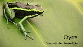  Presentation with tropical forest - Amazing slide deck having the amazon rain forest backdrop and a mint green colored foreground