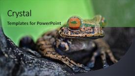  Presentation with tropical forest - Beautiful PPT theme featuring the amazon rain forest backdrop and a seafoam green colored foreground