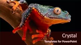  Presentation with tropical forest - Audience pleasing slides consisting of the amazon rainforest exotic backdrop and a wine colored foreground