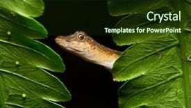  Presentation with rain - Theme having the amazonian rain forest background and a tawny brown colored foreground