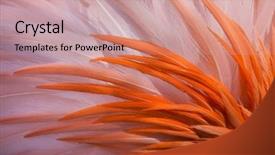  Presentation with flamingo - Beautiful presentation featuring the american flamingo plumage backdrop and a coral colored foreground