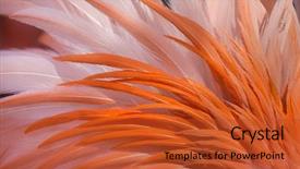  Presentation with flamingo - Cool new PPT theme with the american flamingo plumage backdrop and a red colored foreground