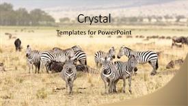  Presentation with great migration - Audience pleasing theme consisting of the annual great migration backdrop and a lemonade colored foreground