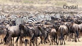  Presentation with great migration - PPT layouts featuring the annual great migration background and a soft green colored foreground