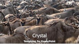  Presentation with great migration - Audience pleasing slides consisting of the annual great migration backdrop and a dark gray colored foreground