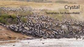  Presentation with great migration - Slide deck enhanced with the annual great migration background and a coral colored foreground