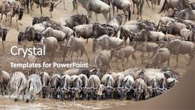  Presentation with great migration - Amazing slides having the annual great migration backdrop and a coral colored foreground