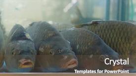  Presentation with fish aquarium - Presentation theme enhanced with the aquarium on fish background and a tawny brown colored foreground