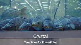  Presentation with fish aquarium - Presentation design featuring the aquarium on fish background and a  colored foreground