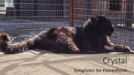  Presentation with black baby - Slide set enhanced with the baby black puma background and a mint green colored foreground