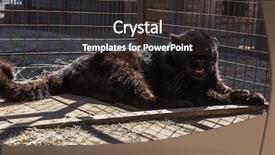  Presentation with black baby - Amazing presentation design having the baby black puma backdrop and a dark gray colored foreground