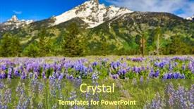  Presentation with lupines - Audience pleasing PPT layouts consisting of flower hoya - field of lupines backdrop and a tawny brown colored foreground