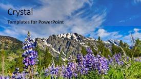  Presentation with lupines - Cool new theme with flower hoya - field of lupines backdrop and a teal colored foreground