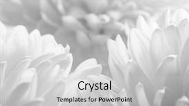  Presentation with chrysanthemum - Cool new PPT layouts with the beautiful chrysanthemum flower backdrop and a light gray colored foreground