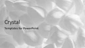  Presentation with chrysanthemum - Presentation theme enhanced with the beautiful chrysanthemum flower background and a light gray colored foreground