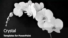 Presentation with beautiful orchid flowers - Slide deck having the beautiful white flower background and a dark gray colored foreground