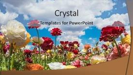  Presentation with field - Audience pleasing presentation design consisting of the blossoming garden buttercups backdrop and a light blue colored foreground