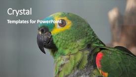  Presentation with turquoise - Amazing presentation design having the blue-fronted parrot backdrop and a gray colored foreground