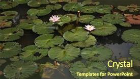  Presentation with botanical garden - Audience pleasing presentation design consisting of the bogor botanical garden backdrop and a tawny brown colored foreground