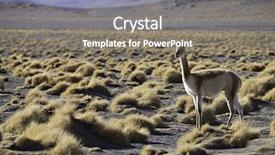  Presentation with camel - Slides consisting of the bolivian altiplano ancestor background and a gray colored foreground