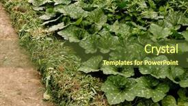  Presentation with weeds - Slides having the bottom of irrigation background and a tawny brown colored foreground