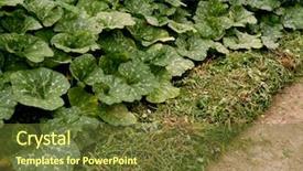  Presentation with weeds - Presentation consisting of the bottom of irrigation background and a tawny brown colored foreground