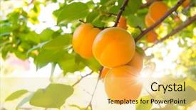  Presentation with apricot - Colorful slide deck enhanced with ripe sweet apricot fruits backdrop and a yellow colored foreground
