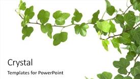 Presentation with ivy - Audience pleasing slides consisting of the branch is ivy backdrop and a white colored foreground