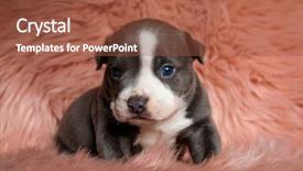  Presentation with puppy - Amazing presentation design having the camera on furry backdrop and a  colored foreground