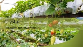  Presentation with chemical - Slides enhanced with the cameron highlands malaysia background and a gold colored foreground