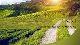  Presentation with rural road - PPT theme enhanced with the cameron highlands malaysia background and a gold colored foreground