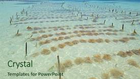  Presentation with zanzibar - PPT theme enhanced with the clear coastal water background and a mint green colored foreground