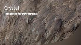  Presentation with americana - Amazing presentation design having the common rhea plumage backdrop and a gray colored foreground