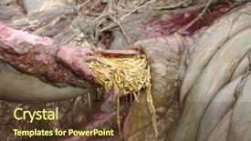  Presentation with intestine - Theme enhanced with the dead animals intestine background and a tawny brown colored foreground