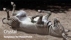  Presentation with dust - Audience pleasing PPT theme consisting of the dust wildlife animal backdrop and a violet colored foreground