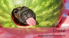  Presentation with baby chickens little cute chicks - Colorful presentation design enhanced with the edge during summer backdrop and a coral colored foreground