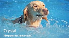  Presentation with free dog - Beautiful theme featuring the end of summer backdrop and a light blue colored foreground