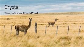  Presentation with lama - Cool new slide set with the endless grass pampa backdrop and a light blue colored foreground