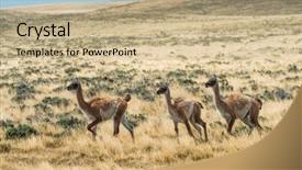  Presentation with lama - Slide set with the endless grass pampa background and a coral colored foreground