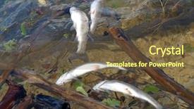  Presentation with pollution - Theme with the environment dead fish background and a tawny brown colored foreground