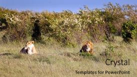  Presentation with africa tourism - Presentation design with the famous reserve masai background and a coral colored foreground