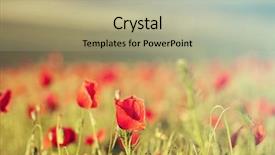  Presentation with remembrance - Theme consisting of the field - remembrance sunday background and a mint green colored foreground