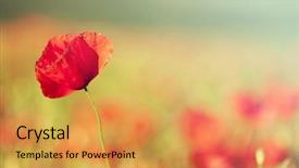  Presentation with remembrance - Audience pleasing presentation theme consisting of the field - remembrance sunday backdrop and a  colored foreground