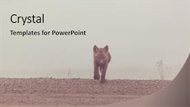  Presentation with fox - Slide deck enhanced with the foresr arctic fox background and a light gray colored foreground