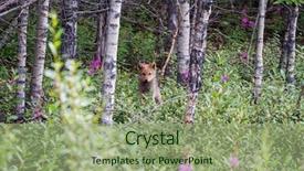  Presentation with fox - Colorful slide deck enhanced with the foresr arctic fox backdrop and a mint green colored foreground